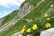 58 Eliantemo rupino (Helianthemum oelandicum) sul sent. 218 per Bocchetta di Corna Piana